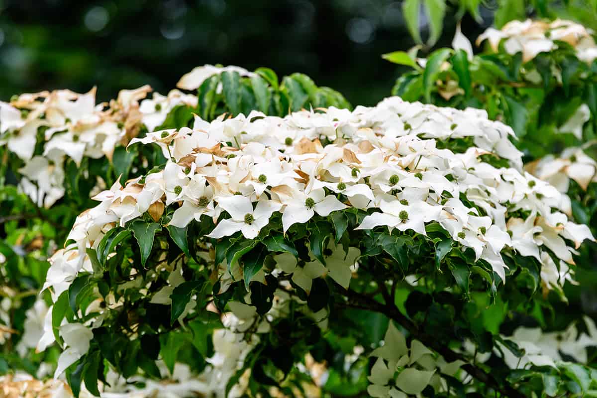 Japanese Dogwood