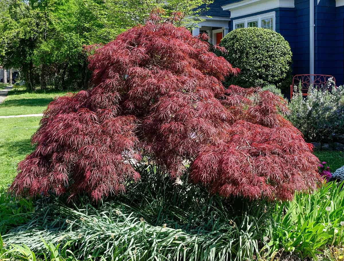 Japanese Maple