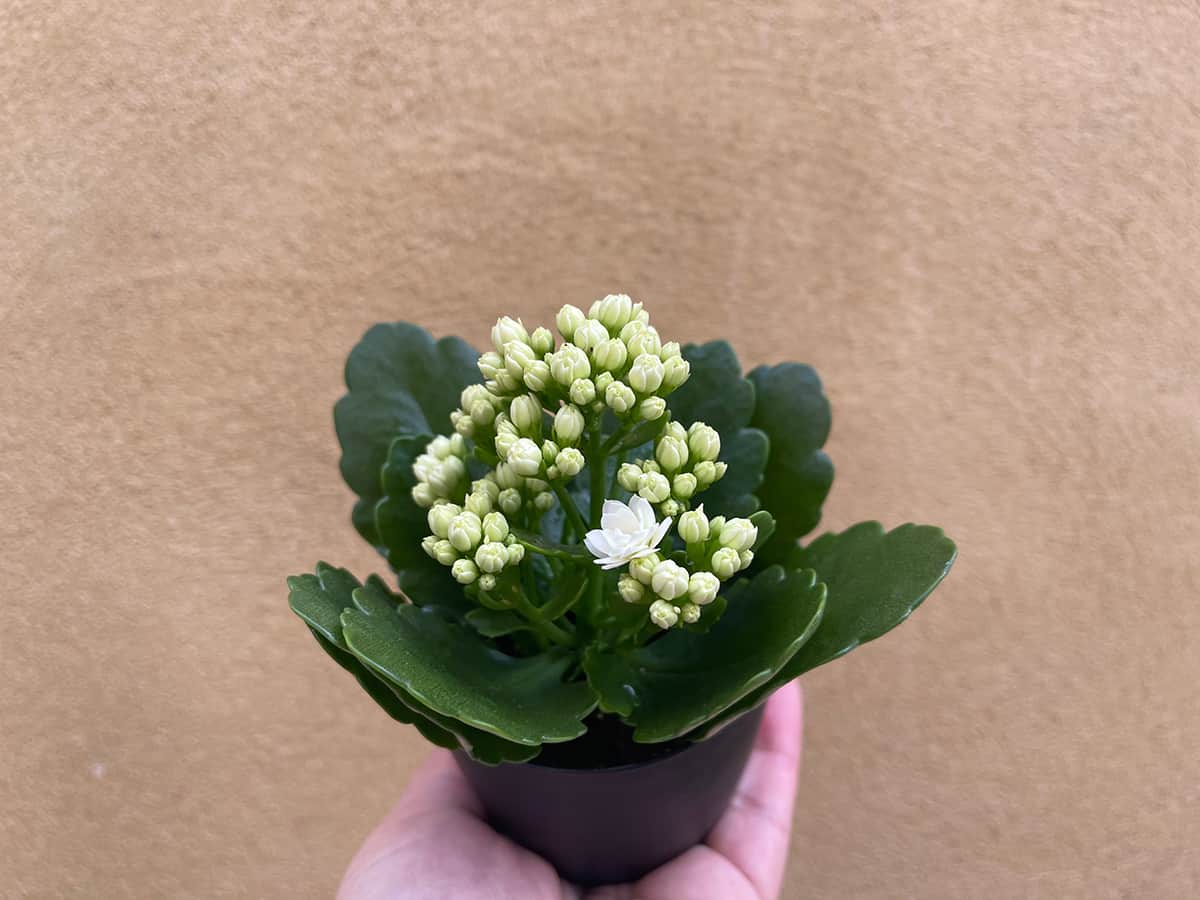 Kalanchoe