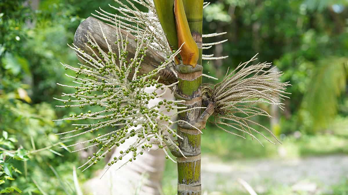 Light Acai Palm Tree