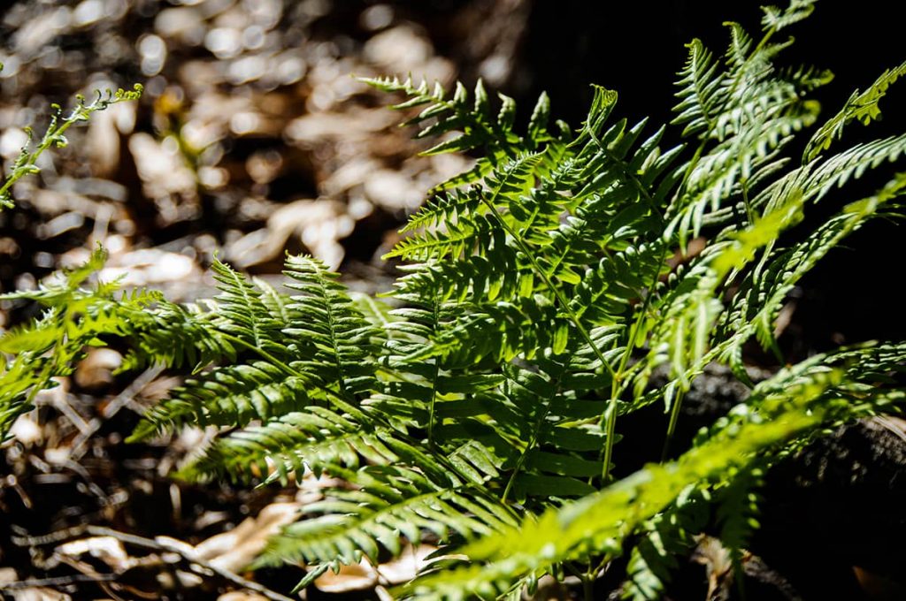 10 Ferns for Zone 6 - Plantglossary