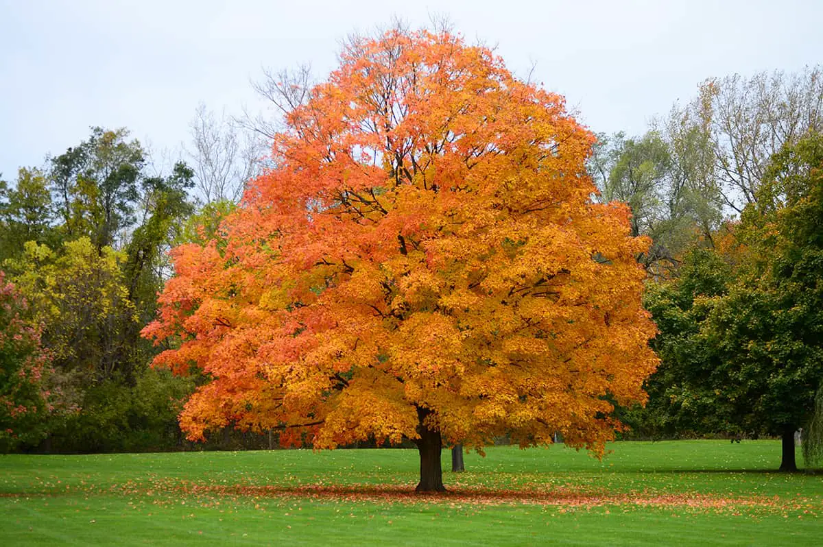 Maple Trees Care Guide Origins Identification Colors Diseases Sizes