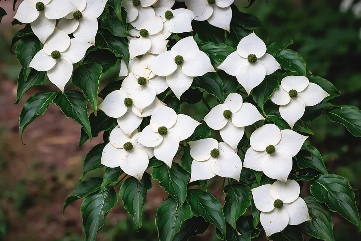 Most Expensive Dogwood