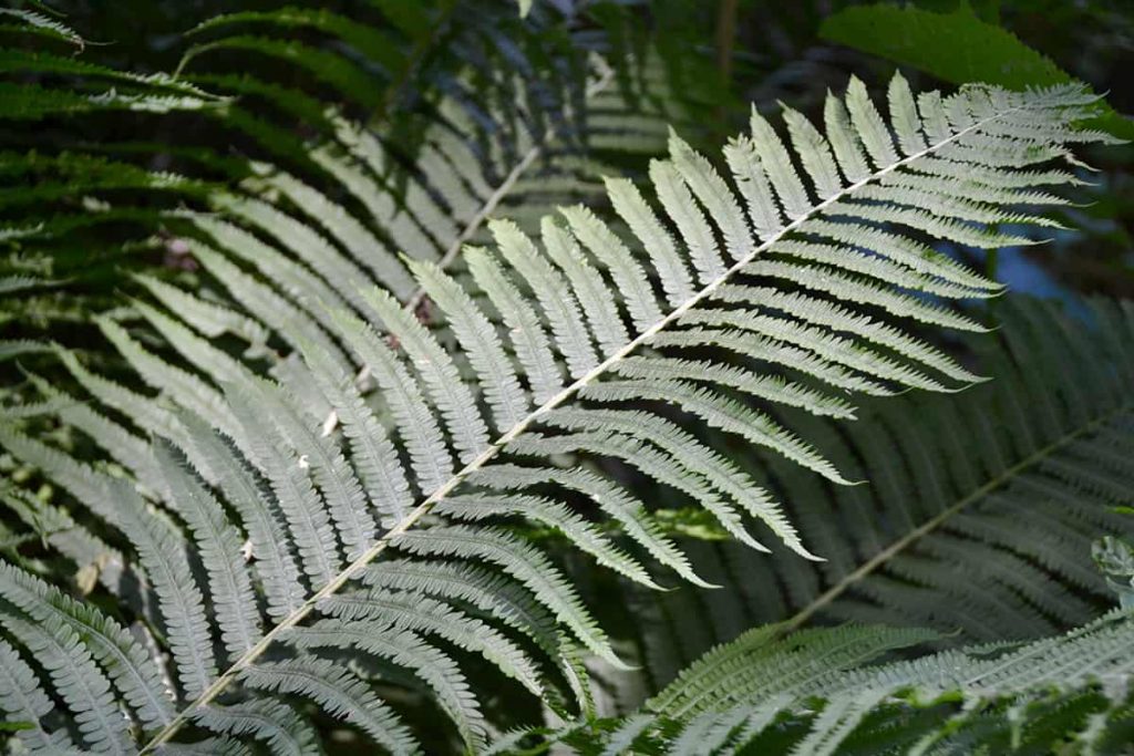 10 Ferns for Zone 6 - Plantglossary