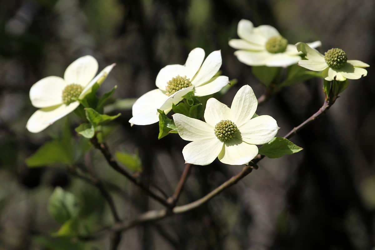 Pacific Dogwood