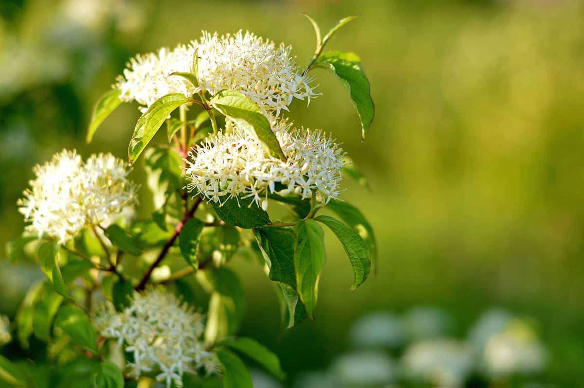 Pagoda Dogwood