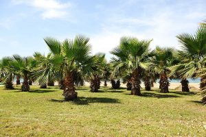 Palm Tree Sizes