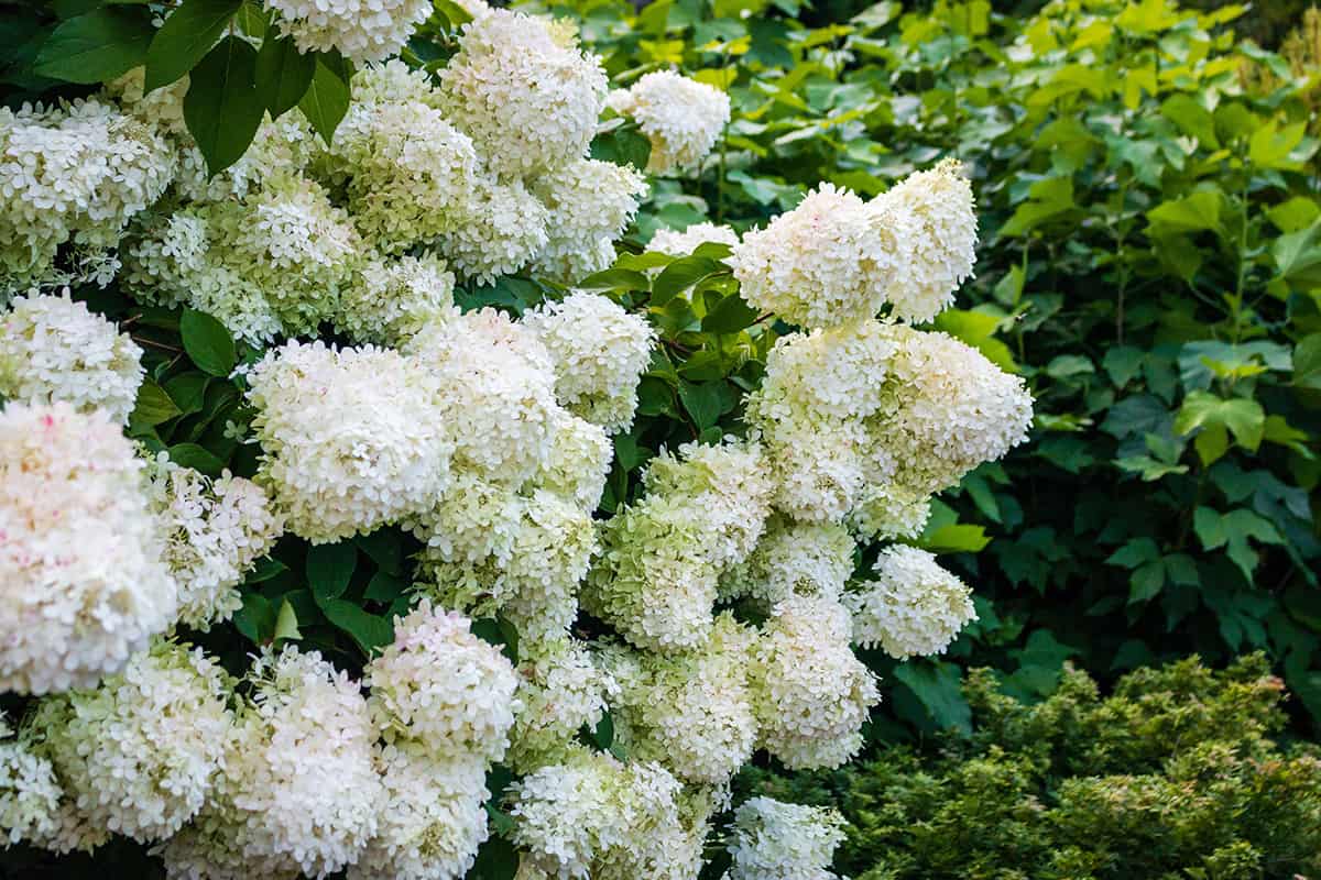 Panicled Hydrangea