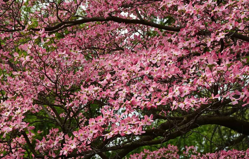 pink-dogwood-tree-origins-types-and-care-plantglossary