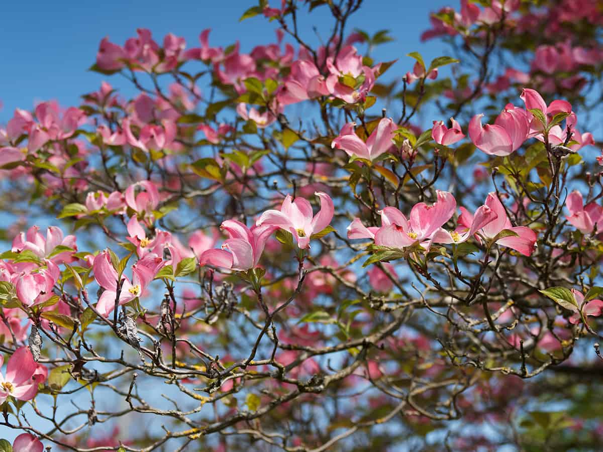 Pink Dogwood