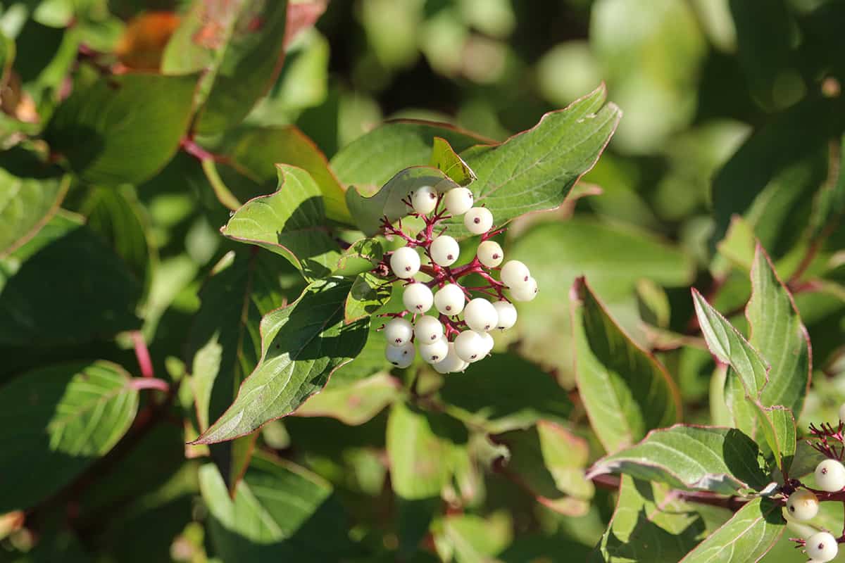 Red Osier Dogwood