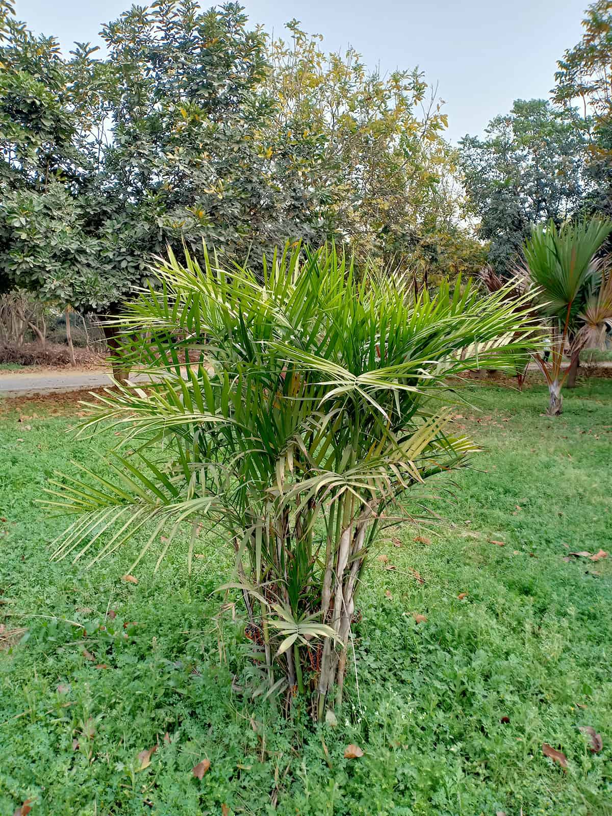Smallest Type of Palm Tree