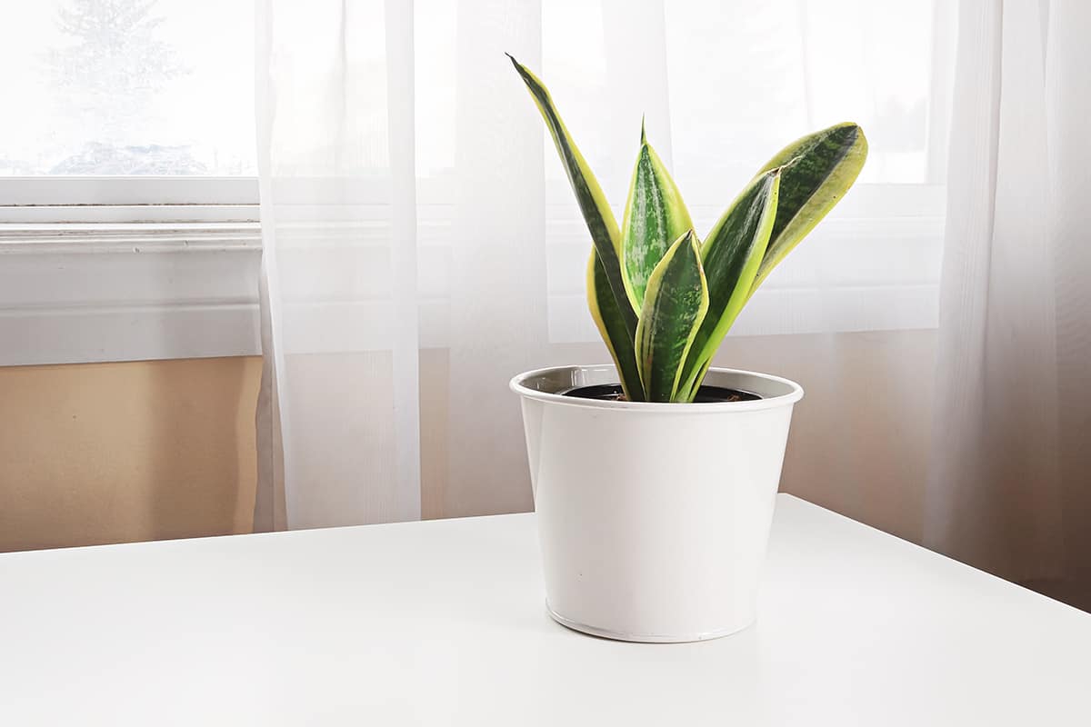 Snake Plant_1