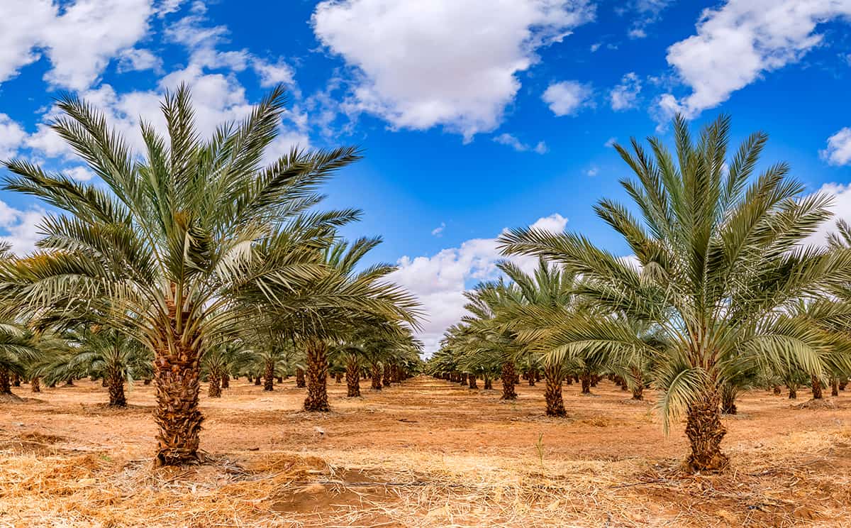 Soil Date Palm Tree