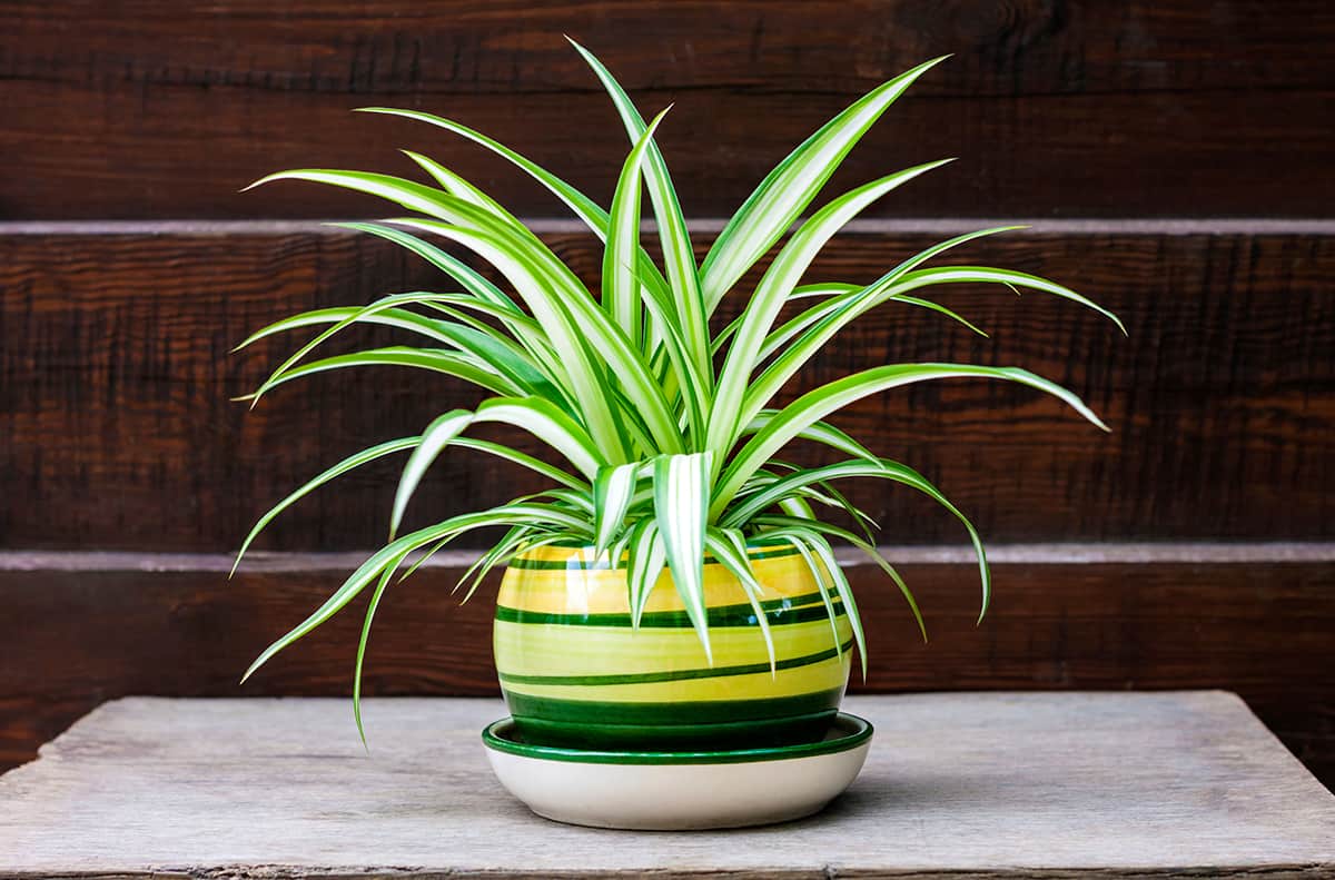 Spider Plants