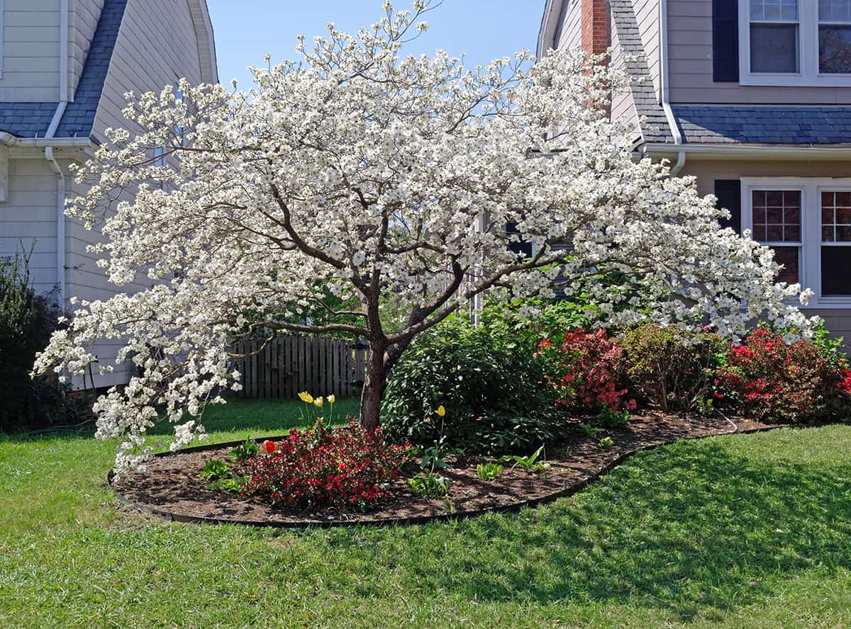 Uses for Dogwood Trees