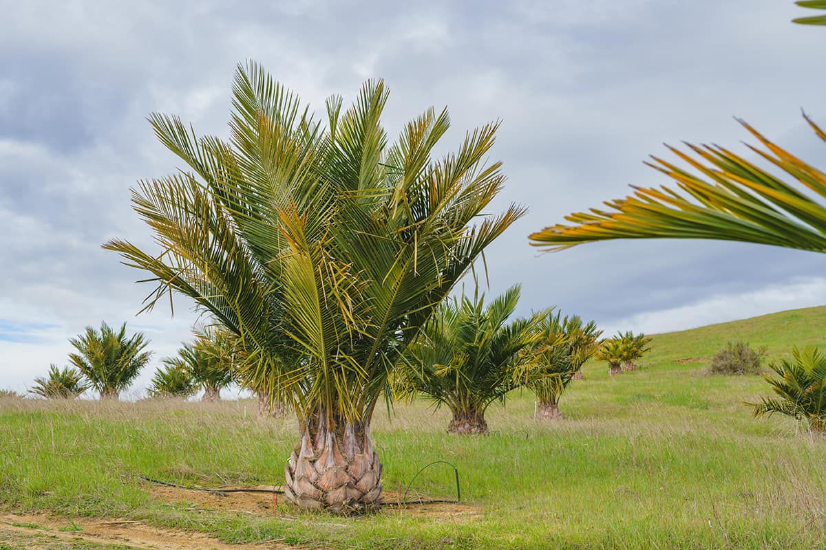 What is a Date Palm