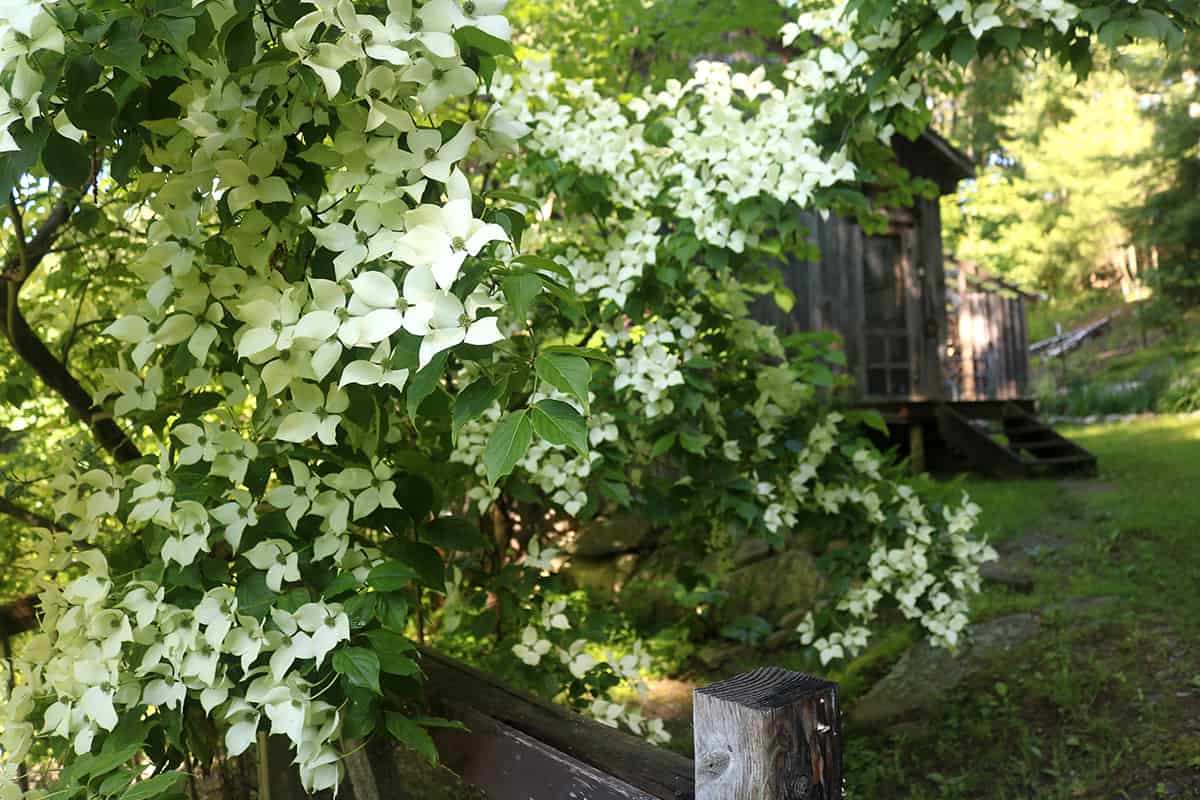 What is a Japanese Dogwood Tree