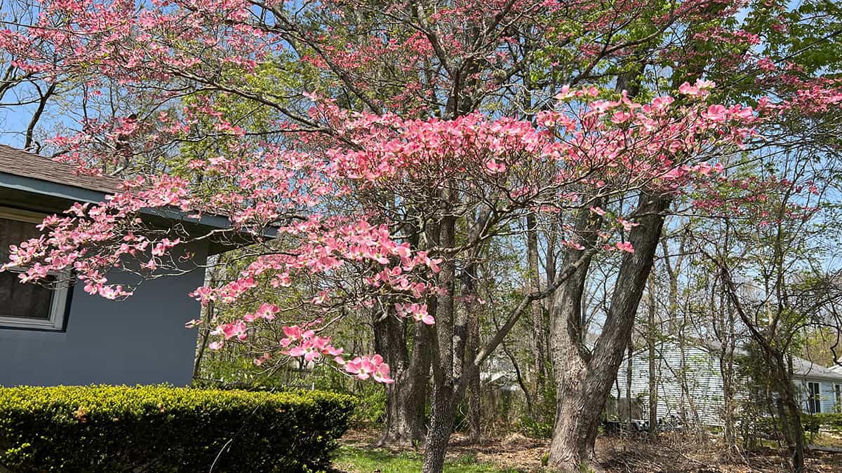 What is a Pink Dogwood Tree