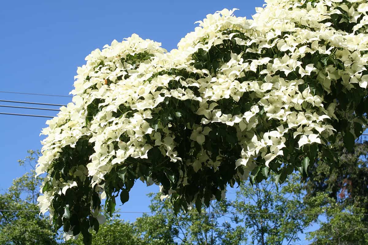 White Dogwood