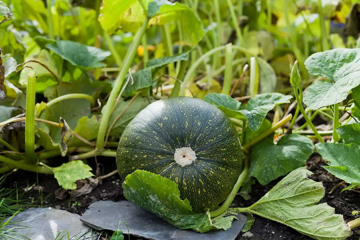 Are Pumpkin Plants Drought Tolerant