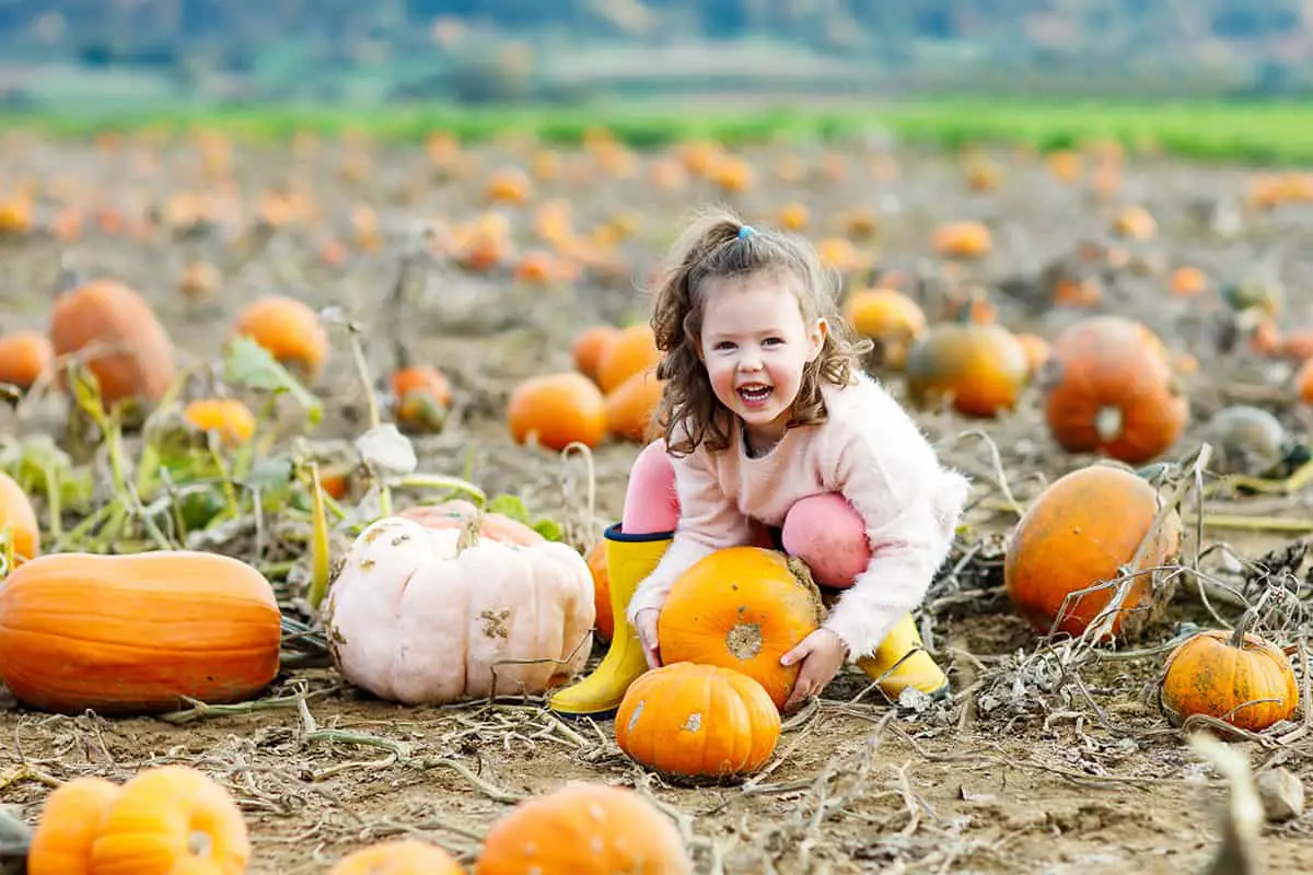 Benefits of Visiting a Pumpkin Patch