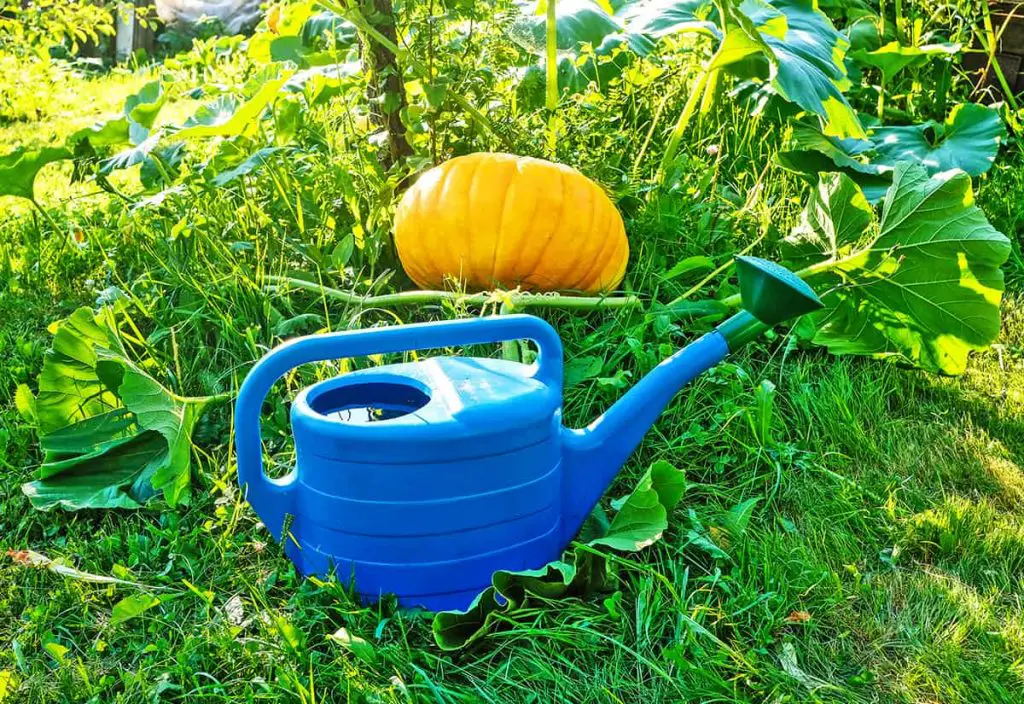 How to Water Pumpkins (and How Much) - Plantglossary