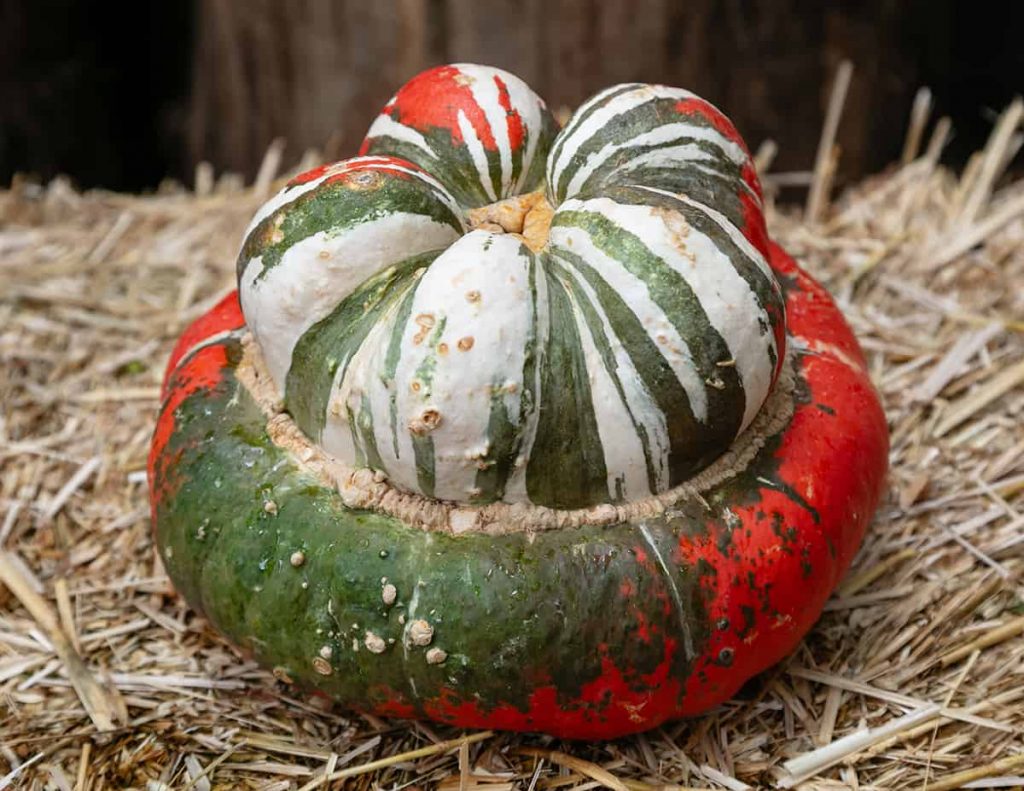 13 Unusual Pumpkin Varieties Plantglossary 13-unusual-pumpkin-varieties-plantglossary