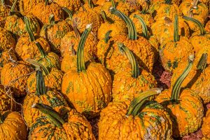 Unusual Pumpkin Varieties