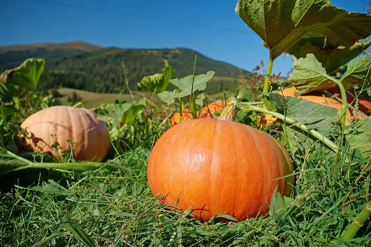 What Affects Pumpkin Yield