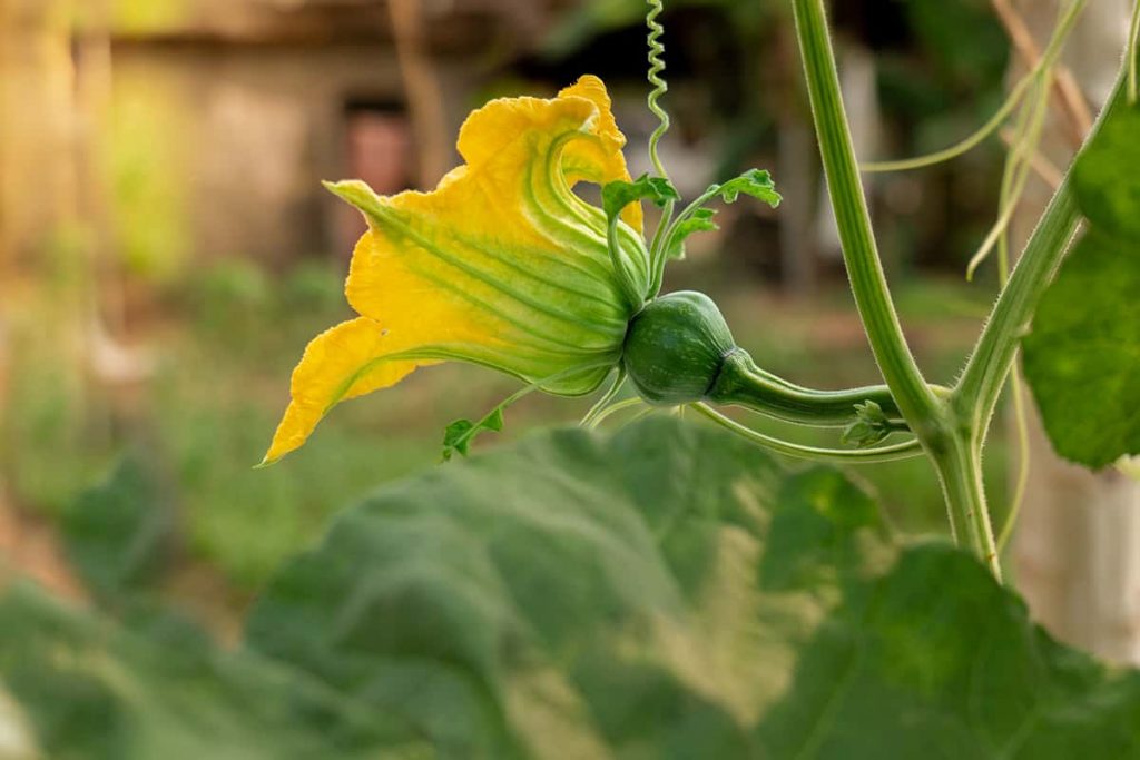 What Color Are Pumpkin Flowers? Plantglossary