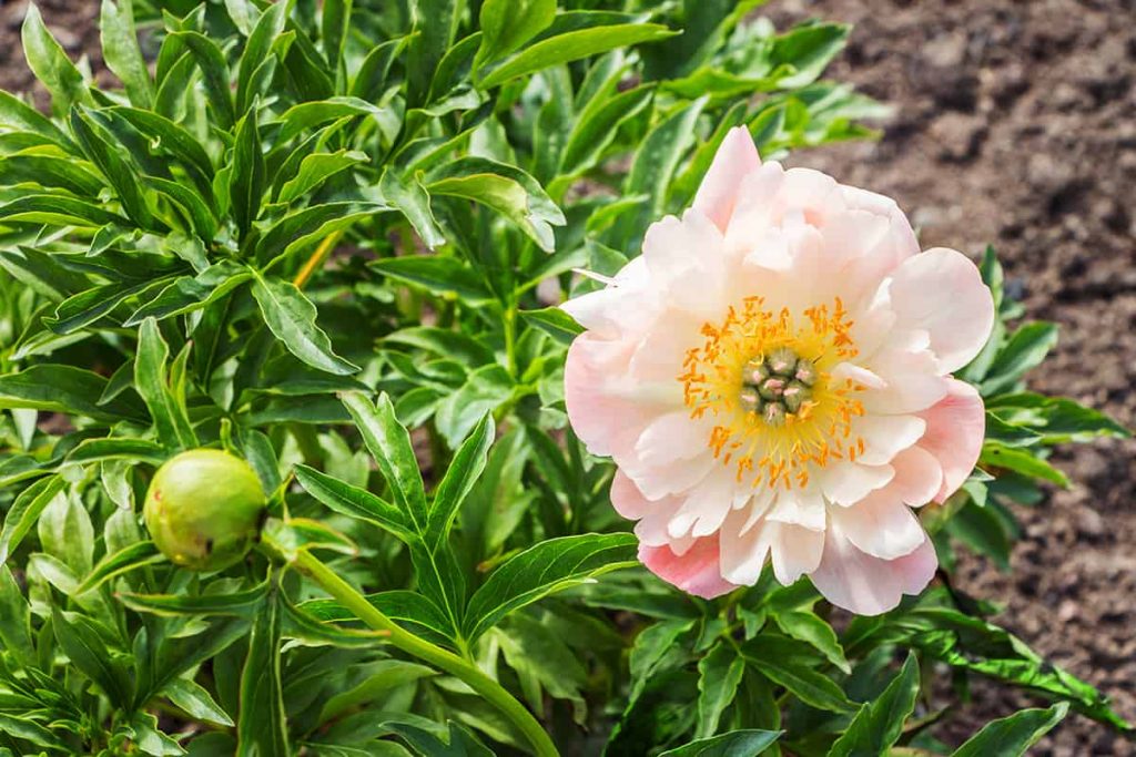 Do Peonies Change Color? Plantglossary