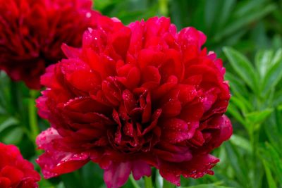 Do Peonies Change Color? - Plantglossary