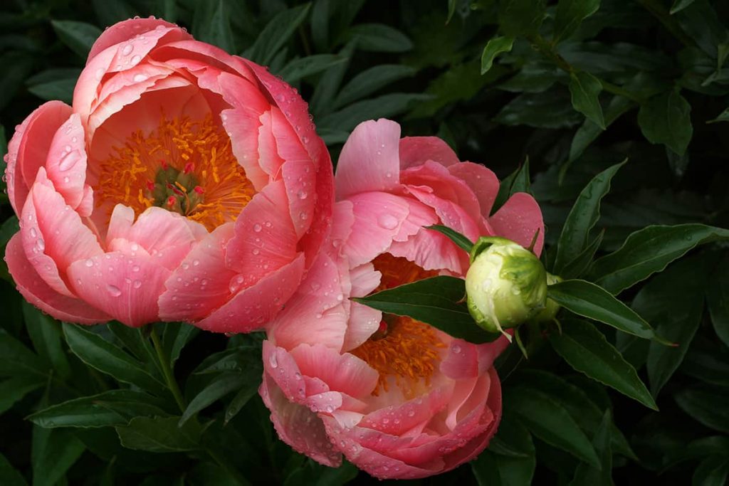 Do Peonies Change Color? Plantglossary