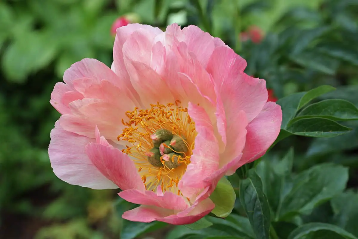 Paeonia ‘Coral Sunset’