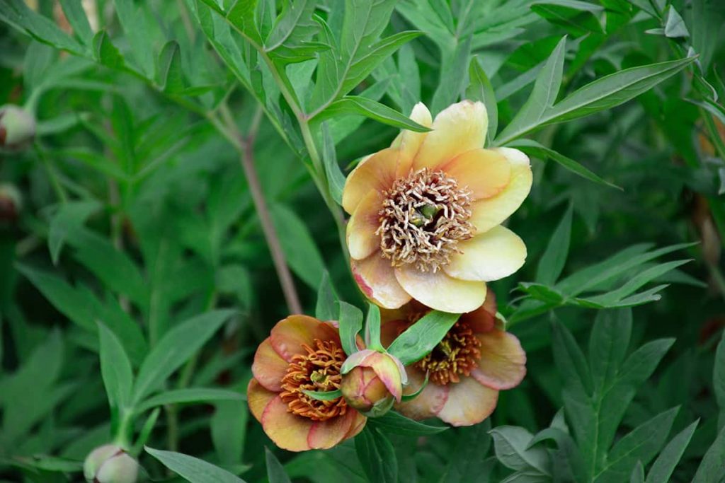 Do Peonies Change Color? Plantglossary