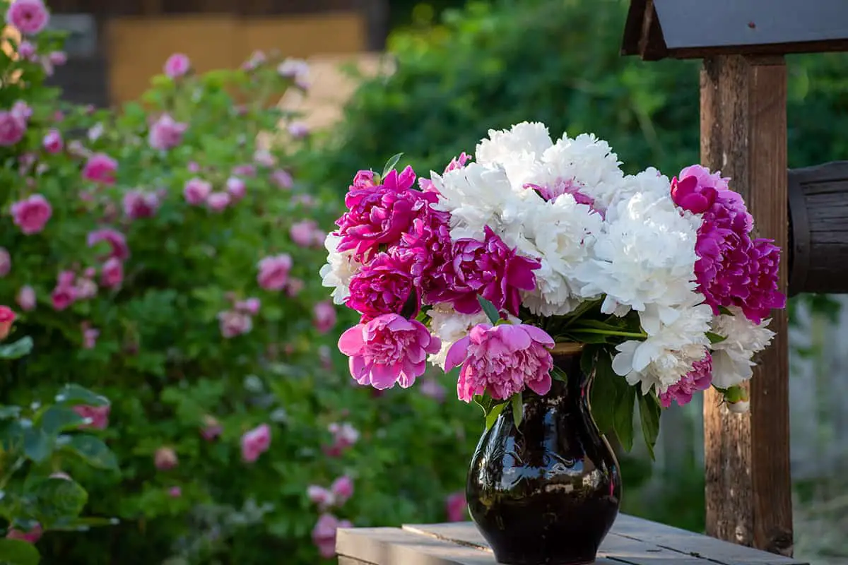 What is the Vase Life of Peonies