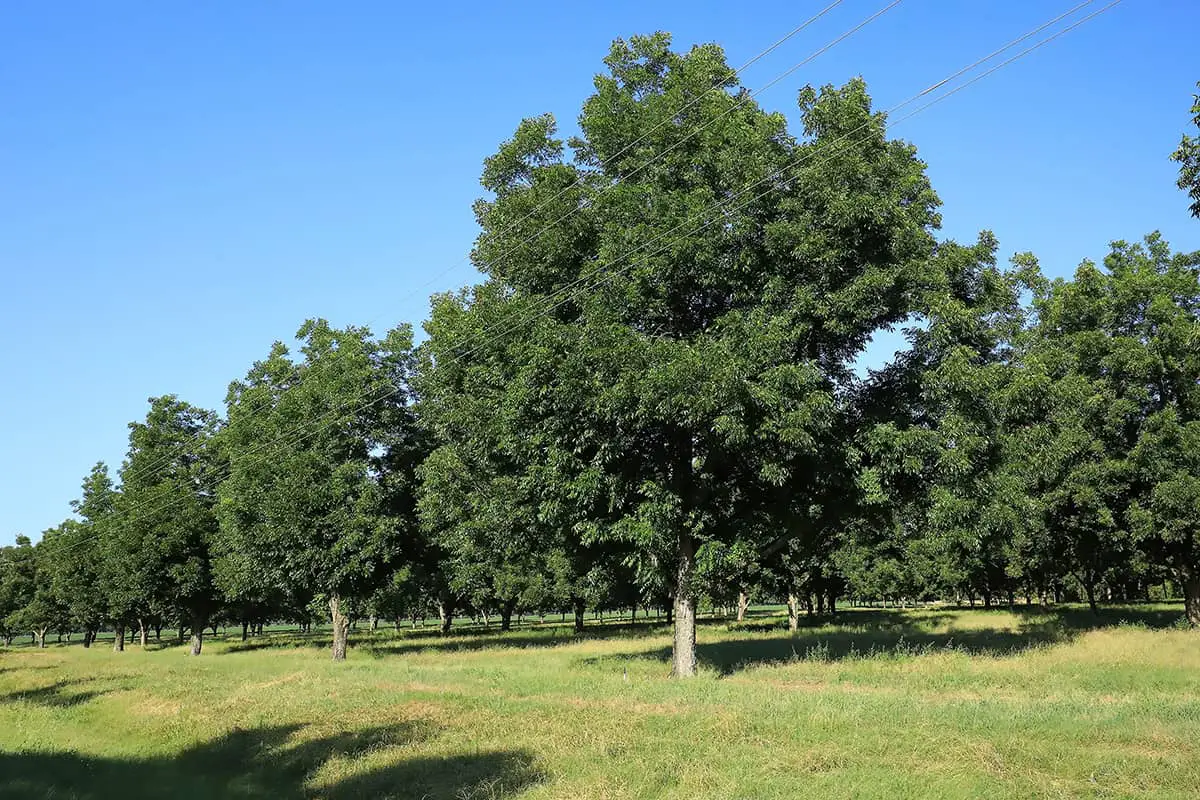 Care for Hickory Trees