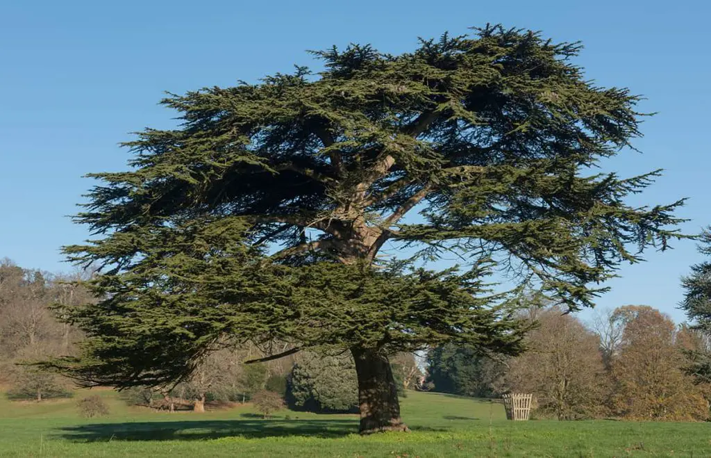 6 Types of Cedar Trees – Exploring Species and Characteristics ...