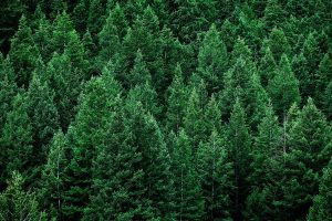 How Long Do Pine Trees Live