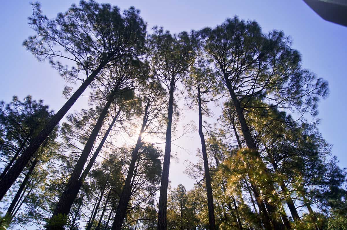 How Long Do Pine Trees Live Plantglossary