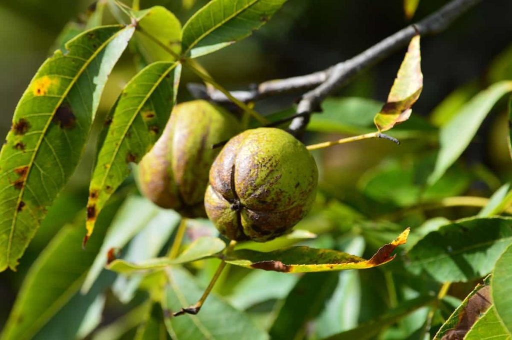 Hickory Trees – Types, Identification, Care & Facts - Plantglossary