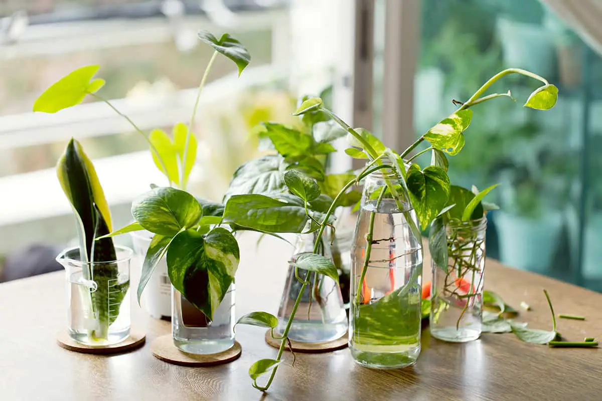 Houseplants You Can Grow in Water