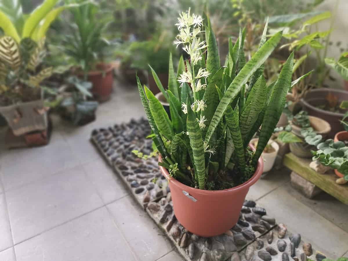How to Make Your Snake Plant Flower