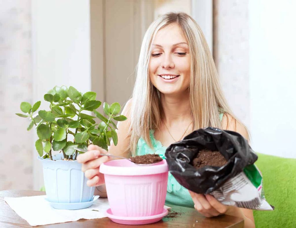 How to Grow and Care for Kalanchoe Plantglossary