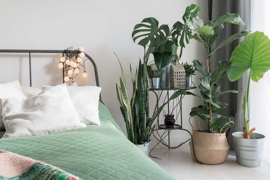 15 Excellent Plants For Your Bedroom - Plantglossary