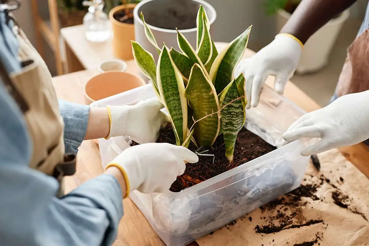 Soil and Fertilization of the snake plant