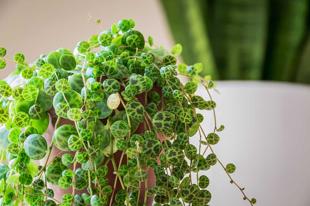 thumbnail image 2 of String Of Turtles Peperomia Prostrata Trailing Succulent House Plant Indoor Collection Stock Photo 2 of 11