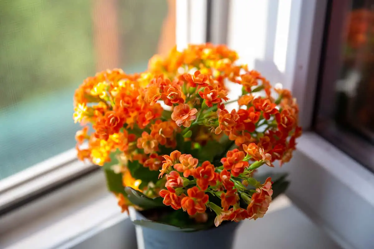 Kalanchoe Overview