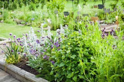20 Self Seeding Plants for an Effortless Garden Year After Year